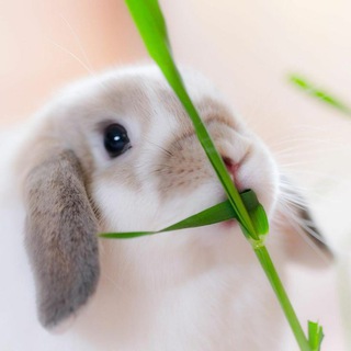 Just bunnies