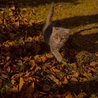 ꒷꒥꒷ᑎᴇѱᥱρⲁ ⲇυӄᥙх ӄоϯᥱᥱӄ꒷꒥꒷