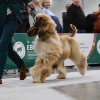 Видео собак • видеограф анималист фотограф • katreenkova • Dog show video •