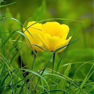 هـمســــات🌿🌾🌸