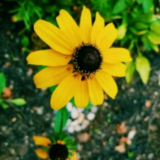 نبض♡