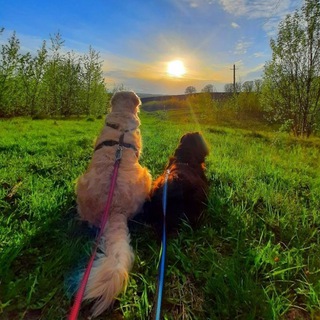 Кинологический центр "Верное сердце".🐾