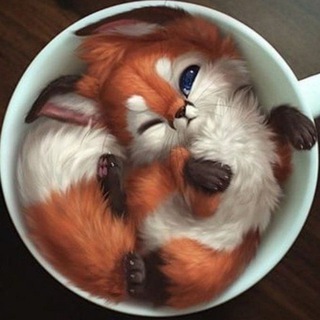 Kitsune-chan🦊
