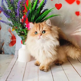 🐱Питомник кошек Королевская мантия