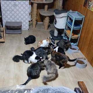 кошкин дом