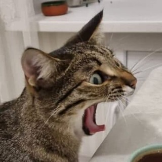 КОТОФАН