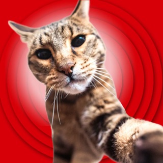 Котофеич | Смешные животные