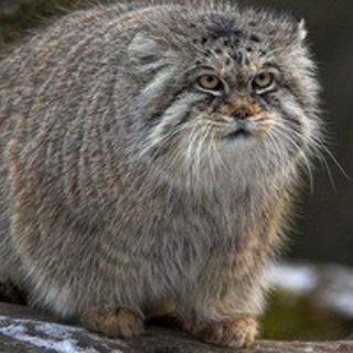 Котовая нора Александра Бутягина