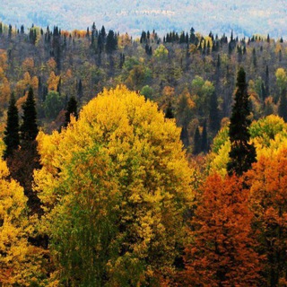 Красноярские Леса Будущего