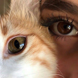 ايلوروفايل.