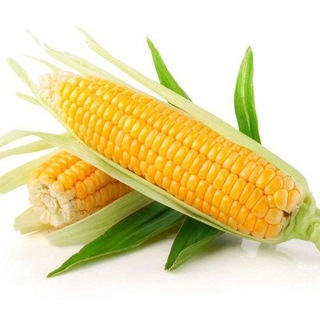 Кукурудза🌽