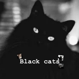 𝘽𝙡𝙖𝙘𝙠 𝙘𝙖𝙩𝙨🐈‍⬛