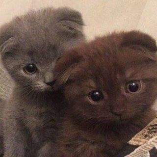 Квшники любят . .