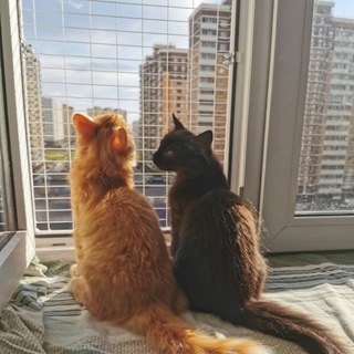 Ладом - Антикошка, Балкон для кота