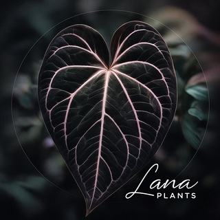 LaPlants Store