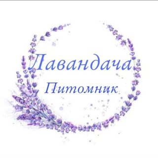 ЛАВАНДАЧА