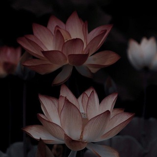 ⋆ ˚ 。⋆ 𝓛.𝓓.𝓘𝓷𝓯𝓸.𝓴𝓿𝓮𝓼𝓽 ⋆ ˚ 。⋆