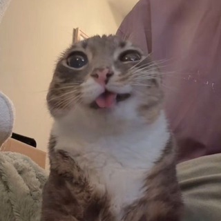 leesoquuo 🐱