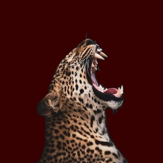 Leopard Eclat | обучение по скоростному маникюру