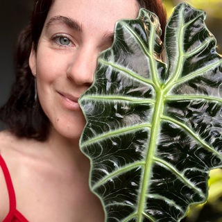 LesHome: продажа растений и кашпо🌱