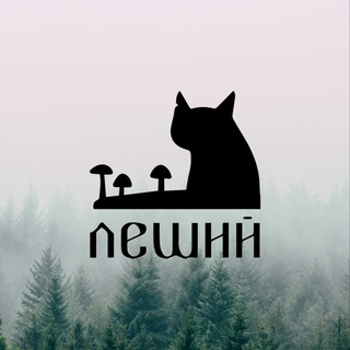 Леший Кот. Хорошие новости, мемы, котики 💚💜