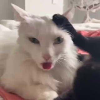 Котобус