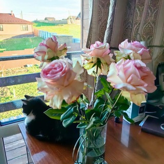 Практическая психология для жизни: Лара Галактика 🌞