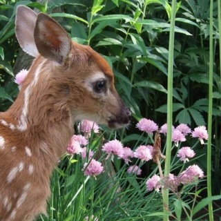 𝒍𝒊𝒕𝒕𝒍𝒆 𝒇𝒂𝒘𝒏 🦌