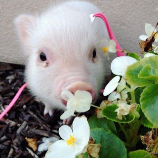 ℓσνeℓу мιηιριggу 𔘓⁩𓂅⁩ 𝙲𝙵/𝙳𝙻 [🐽💘]