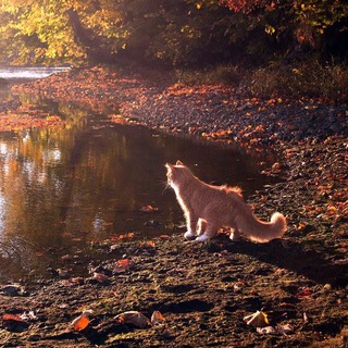 ˚⋆𐙚🐾Ⲩⲅⲟⲗⲟⲕ ⲗⲩⲏⲏⲟⲅⲟ ⲕⲟⲅⲧя 🍂‧͙⁺˚❀