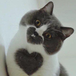 Lustige und interessante Tiervideos und Bilder.