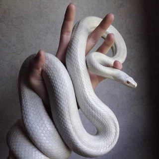 Poisonous🐍