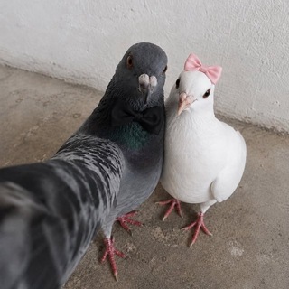 دلـِـَـِدلُ