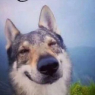 токсисити