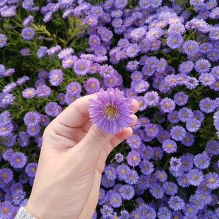 Purple||بنفسج💜🌸
