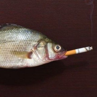 MAHI art 𓆟
