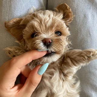 Maltipoo Happy puppy