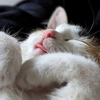 Кошкины заморочки