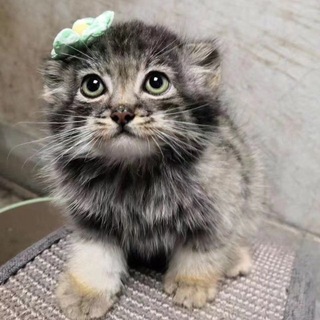 манулы daily + cf [ 🐈‍⬛❄️]