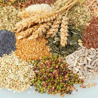 معالج روحاني وطبيب أعشاب