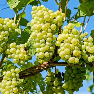🍇 Меню на 1600 ккал. Похудение. Здоровье