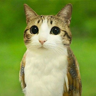[РАЗМОРОЖЕН]!ПЕРЕХОДНИК! 🥳_"meowl"_🥳(18+)