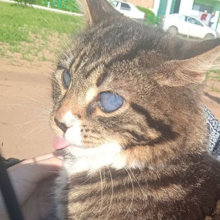 Meowmrochka🎪