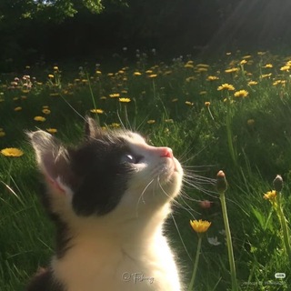 Мир Рин💗