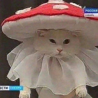 °ೃ❀Львиный домೃ๑•