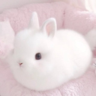 𝓶𝓲𝓷𝓸𝓻𝔂 𝓬𝓸𝓼𝓹𝓵𝓪𝔂 🐇