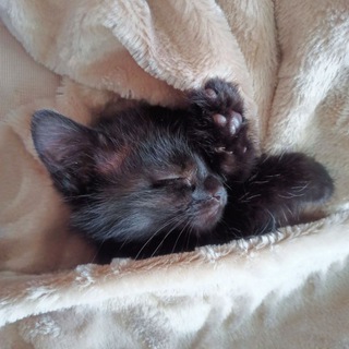 Аватар канала Мисти МУРысти | Смешные котики, коты, кошки, котята @mistimur