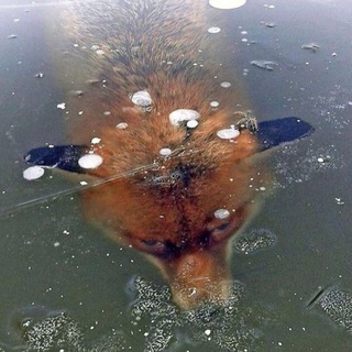Покушающаяся Лисова 🌝