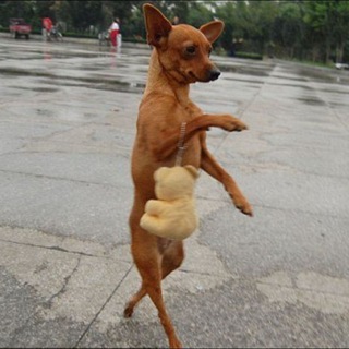 묻따방 🐕