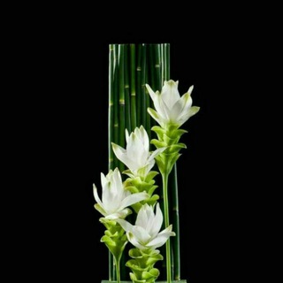 في حب الله 🖤🌿